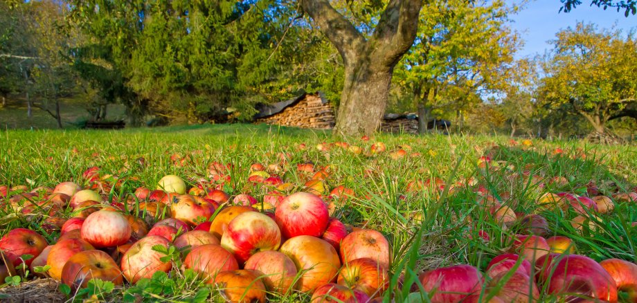 Red,Apples,On,A,Green,Meadow