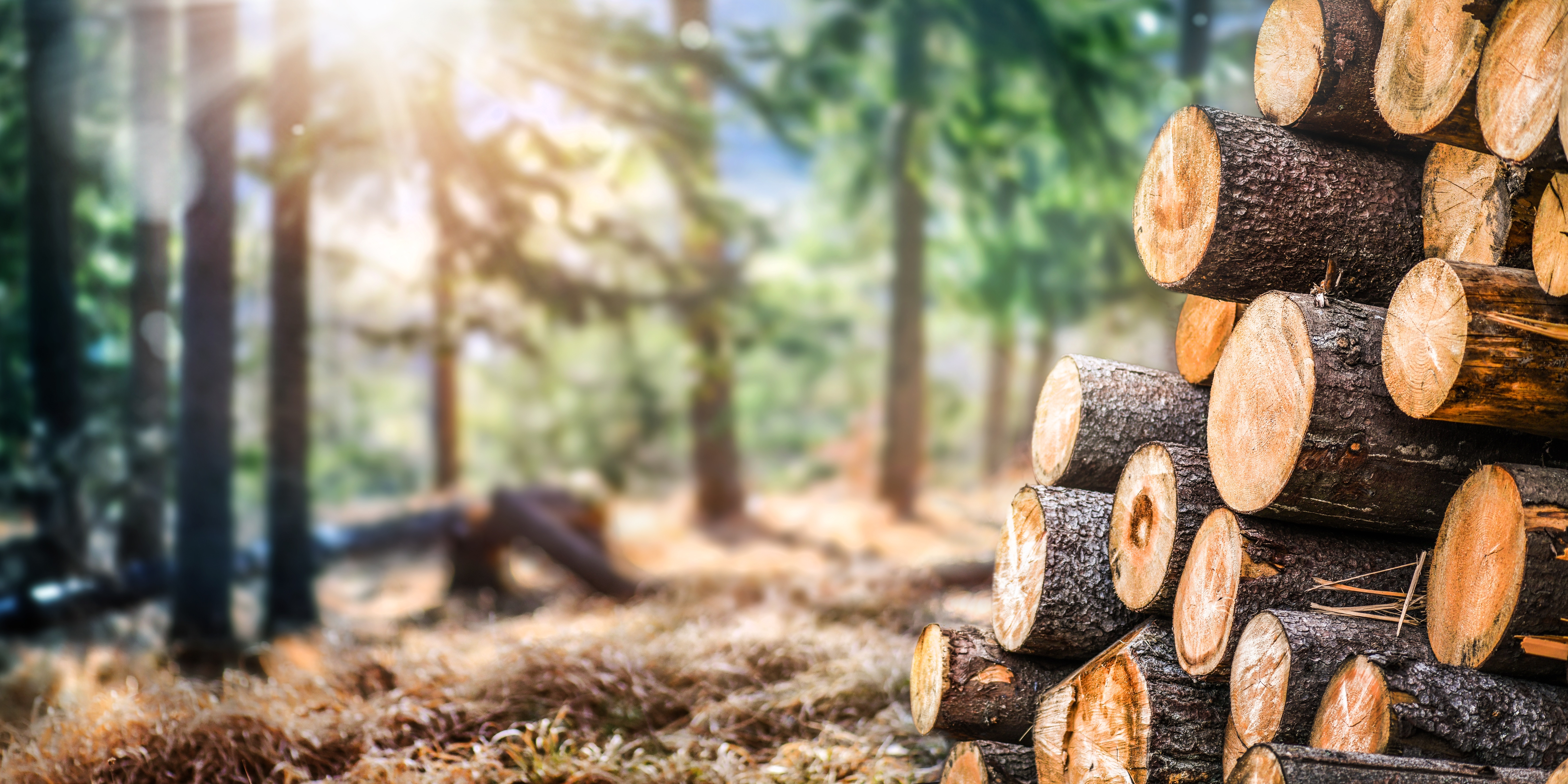 Forest,Pine,And,Spruce,Trees.,Log,Trunks,Pile,,The,Logging Forest,Pine,And,Spruce,Trees.,Log,Trunks,Pile,,The,Logging