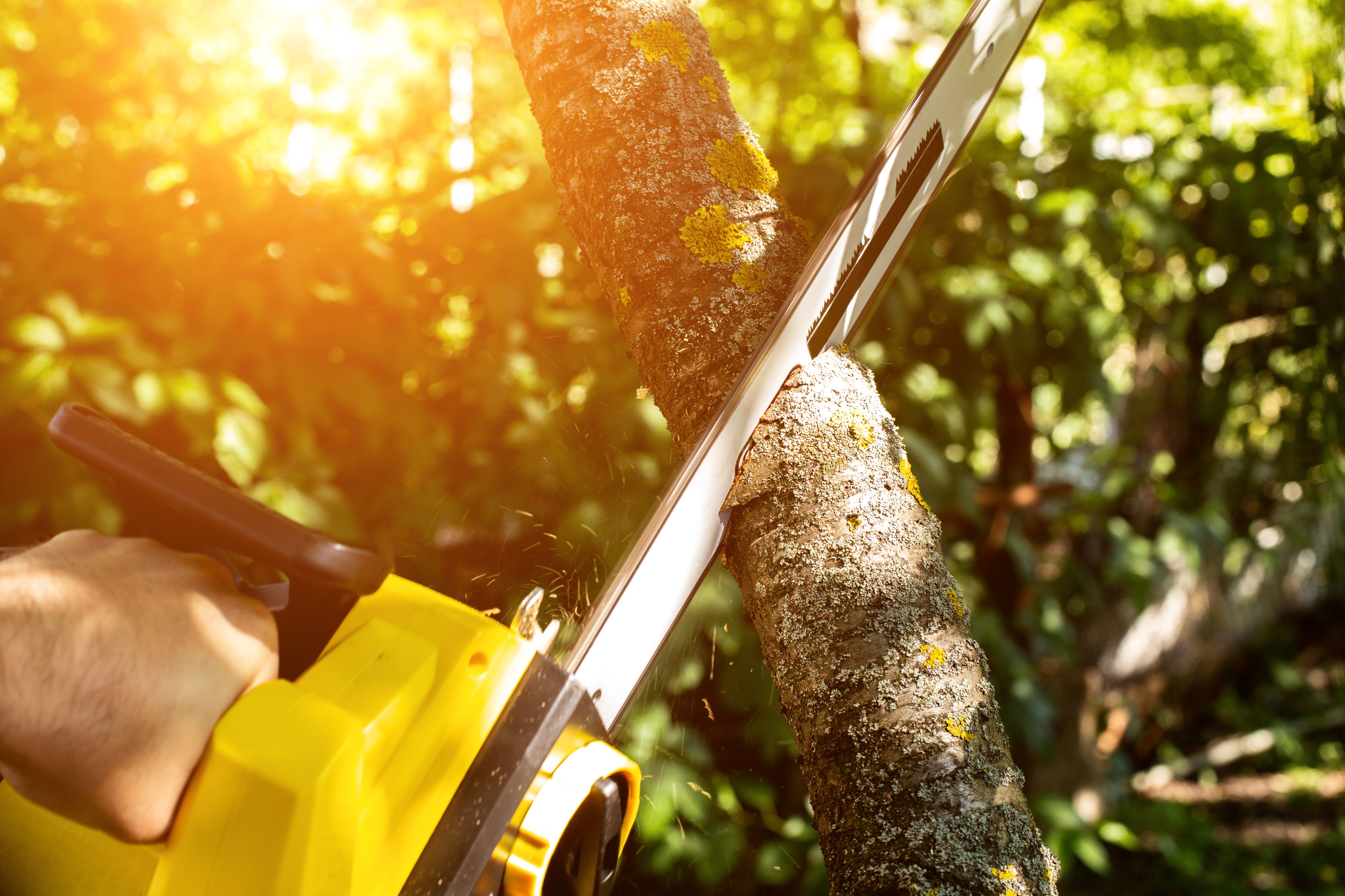 Woodcutting,Tree,With,Chainsaw.,A,Man,Cutting,Down,Trees,,Using