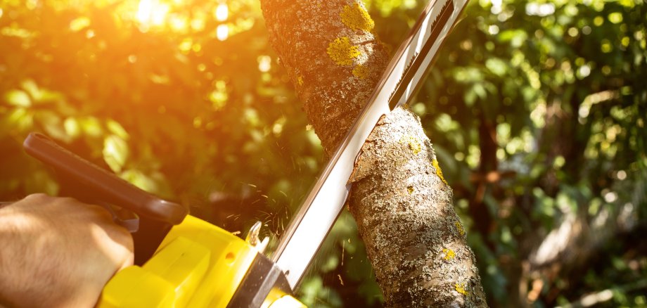 Woodcutting,Tree,With,Chainsaw.,A,Man,Cutting,Down,Trees,,Using
