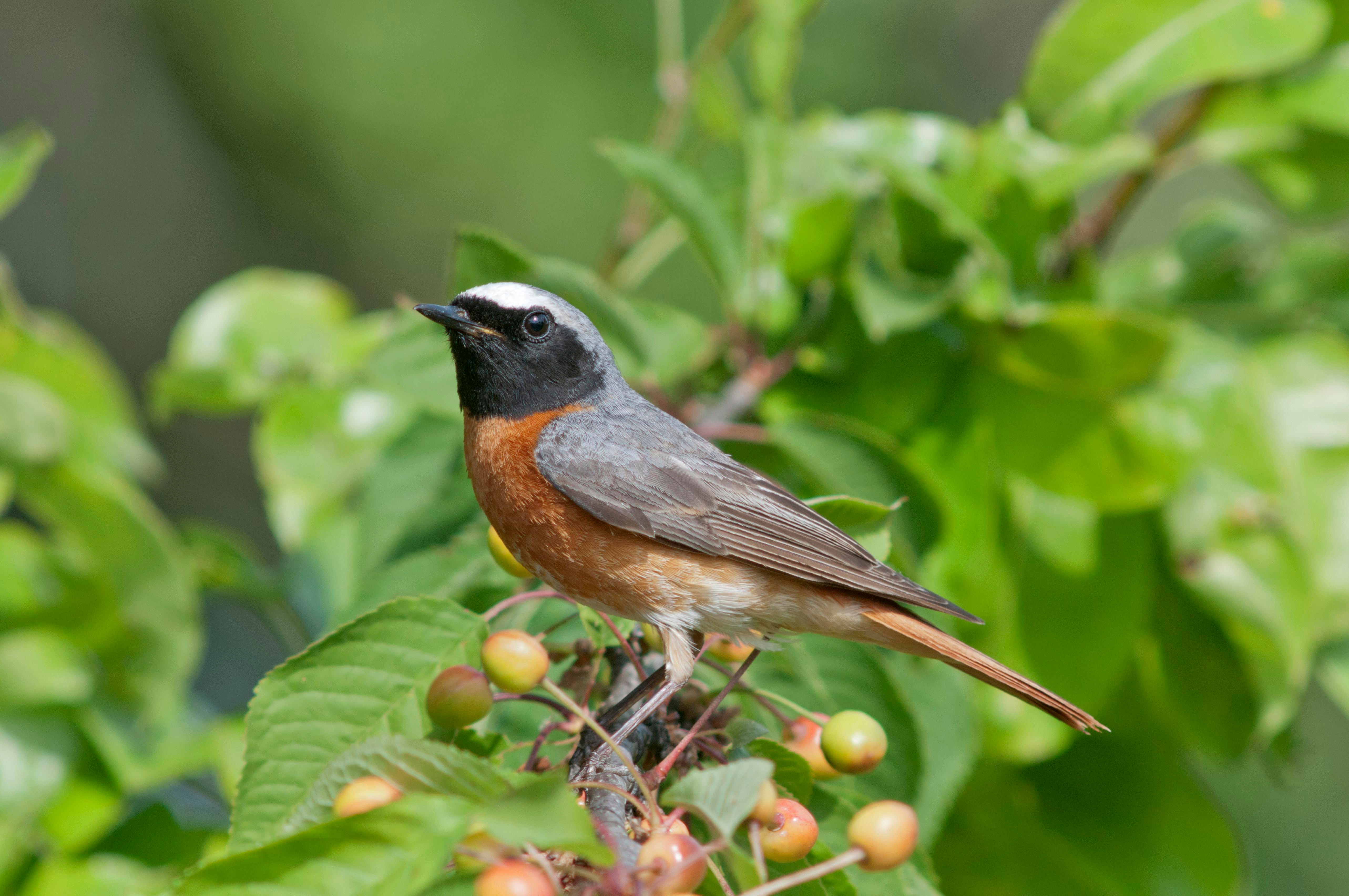 Common,Redstart,(phoenicurus,Phoenicurus),,Male,In,A,Cherry,Tree,,Baden-württemberg, Common,Redstart,(phoenicurus,Phoenicurus),,Male,In,A,Cherry,Tree,,Baden-württemberg,