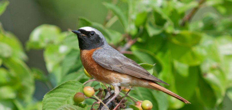 Common,Redstart,(phoenicurus,Phoenicurus),,Male,In,A,Cherry,Tree,,Baden-württemberg,