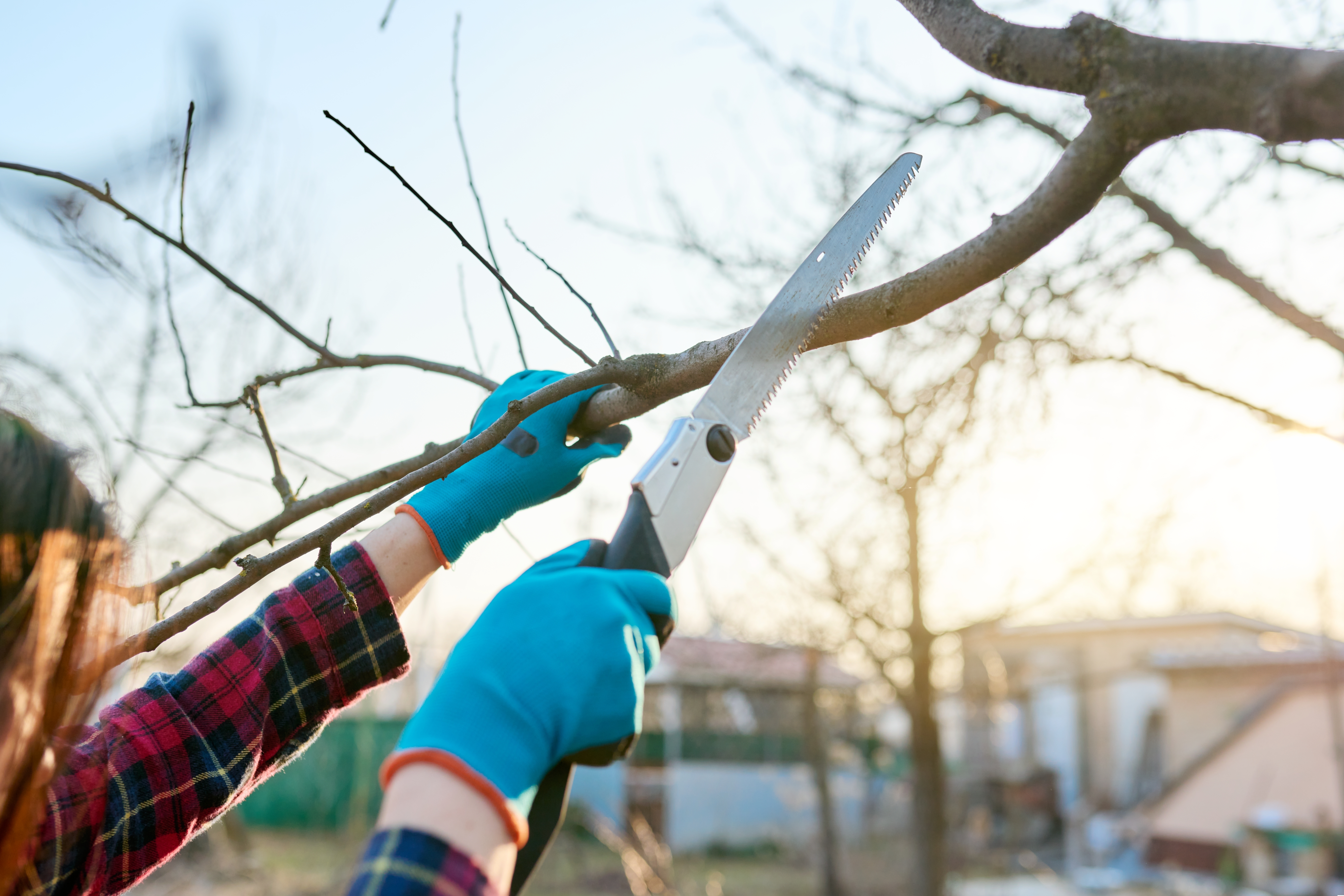 Close-up,Of,A,Female,Gardener,With,A,Saw,Cutting,Off Close-up,Of,A,Female,Gardener,With,A,Saw,Cutting,Off