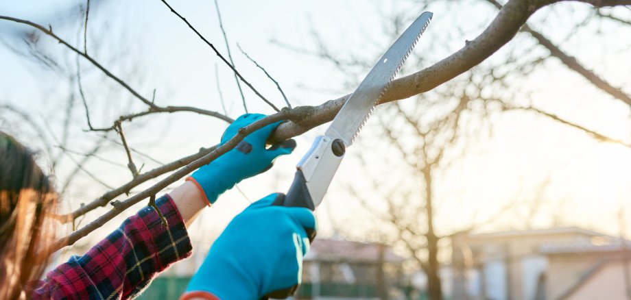 Close-up,Of,A,Female,Gardener,With,A,Saw,Cutting,Off