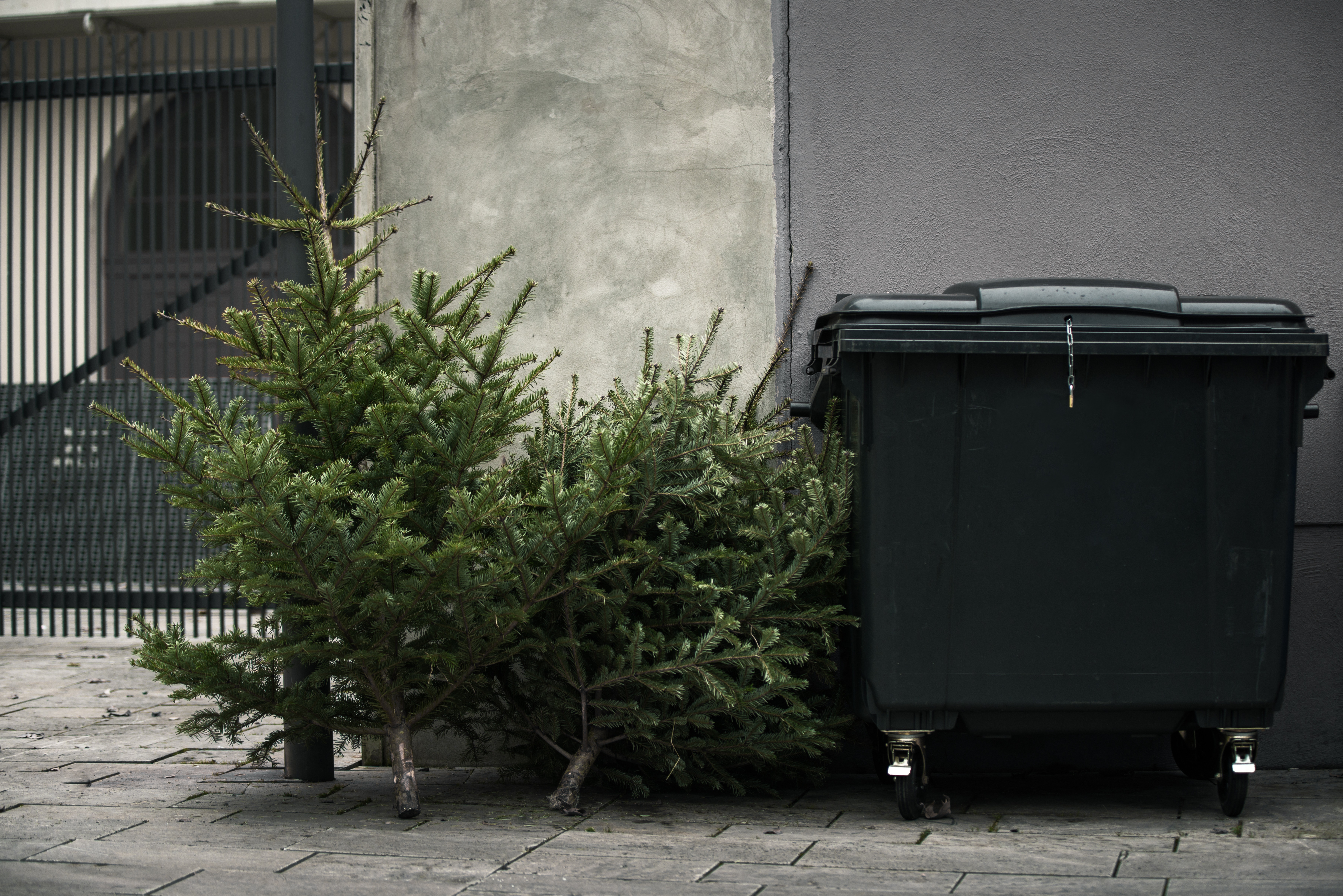 Two,Old,Christmas,Trees,Thrown,Away,Next,To,A,Trashcan Two,Old,Christmas,Trees,Thrown,Away,Next,To,A,Trashcan