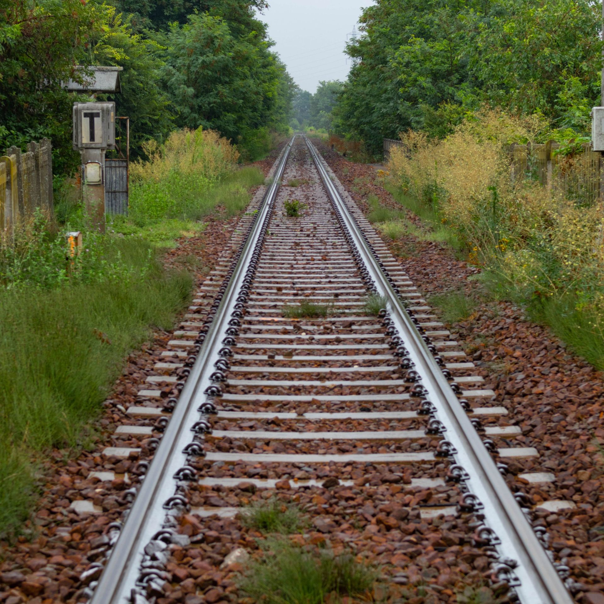 Ein einzelnes Bahngleis verläuft gerade durch eine grüne, leicht zugewachsene Landschaft. Links und rechts stehen Sträucher und Bäume, das Gleis scheint sich in der Ferne zu verlieren.