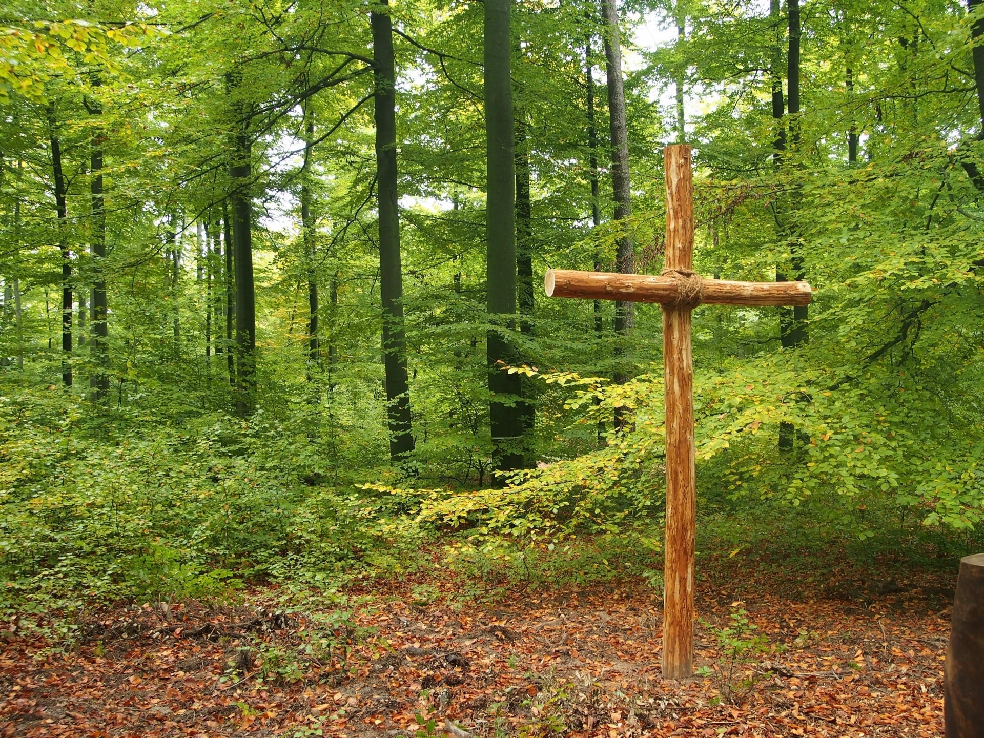 Ein hölzernes Kreuz steht auf einer Lichtung im grünen Wald. Der Boden ist mit Laub bedeckt, die Bäume leuchten in frischem Grün – eine ruhige, friedliche Atmosphäre in der Natur.
