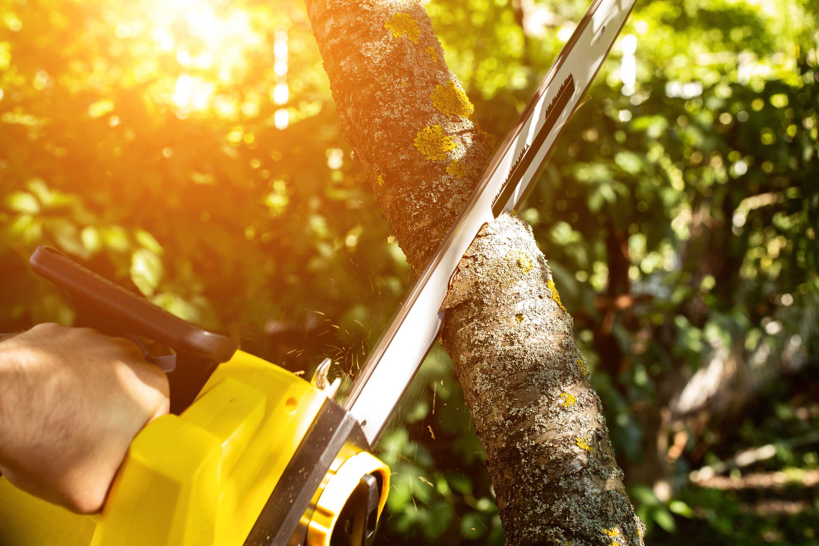 Eine gelbe Kettensäge schneidet einen Baumast, wobei Sägespäne aufwirbeln. Die Szene ist von hellem Sonnenlicht durchflutet, das durch das grüne Laub im Hintergrund scheint.