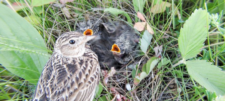 Alauda,Arvensis.,The,Nest,Of,The,Skylark,In,Nature.,Russia.