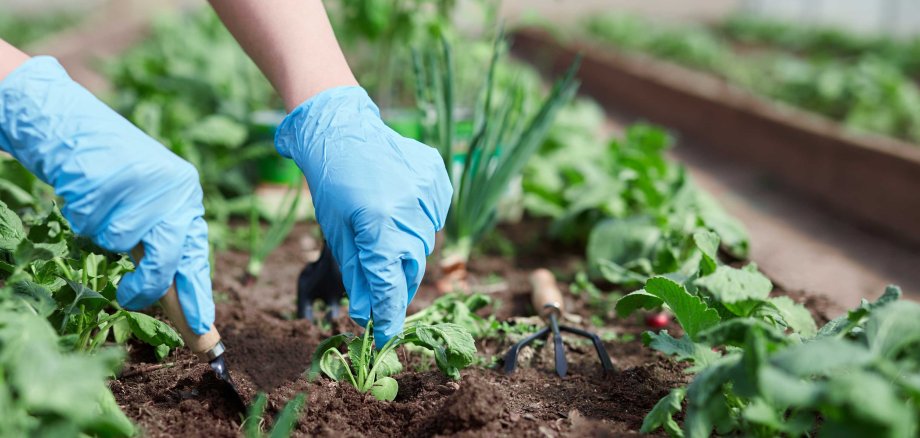 Hände in blauen Schutzhandschuhen pflanzen eine kleine Setzlingspflanze in die braune Erde eines Gemüsebeetes. Im Hintergrund sind Gartengeräte und grüne Pflanzen zu sehen.