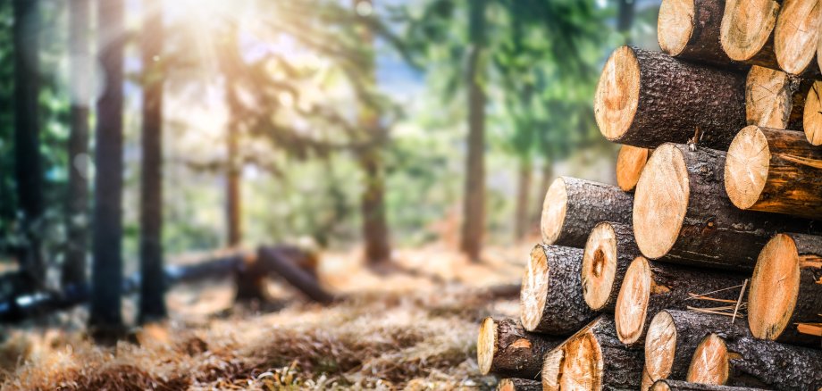 Forest,Pine,And,Spruce,Trees.,Log,Trunks,Pile,,The,Logging