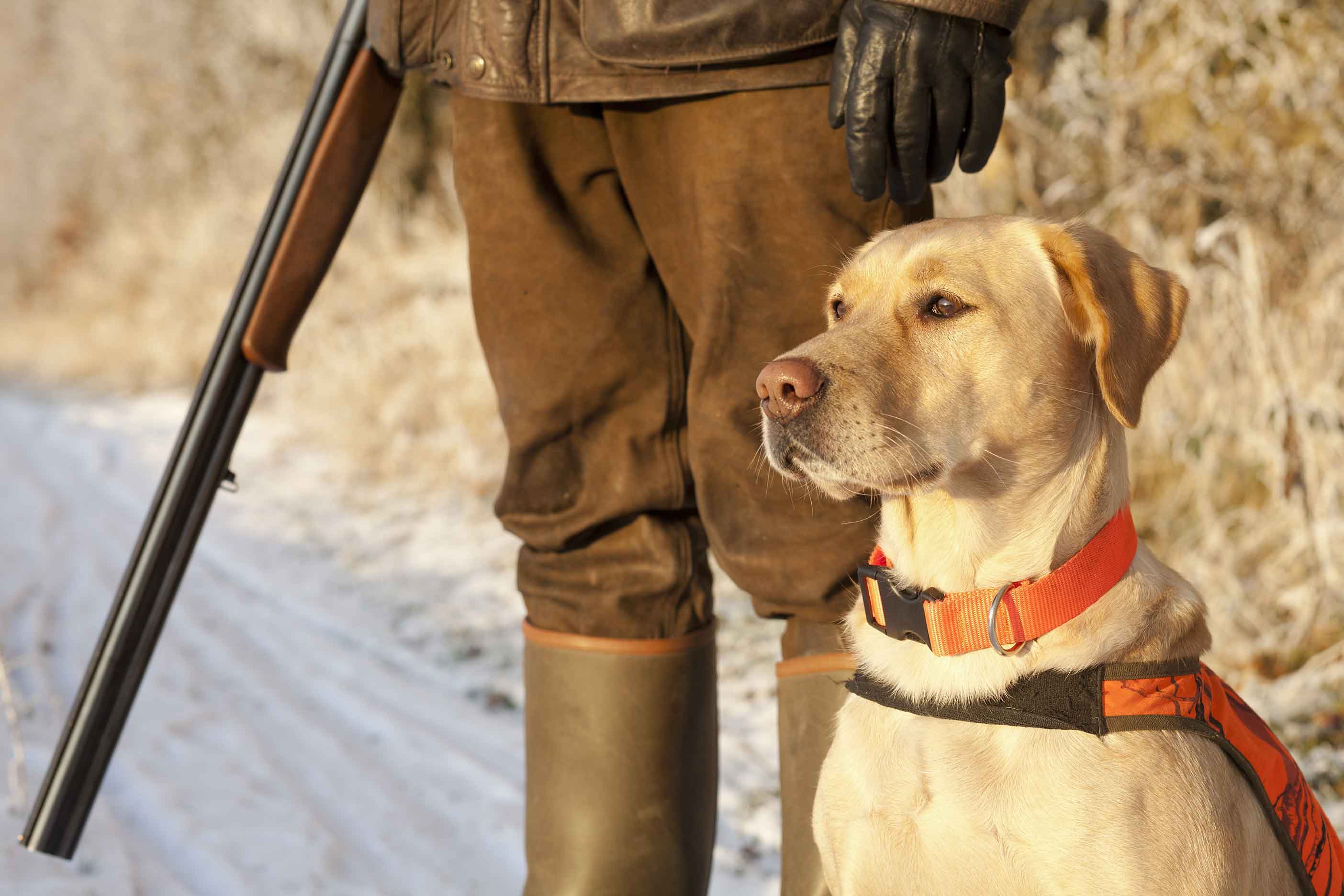Hunter,With,Dog Hunter,With,Dog