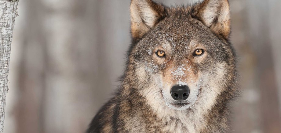 Grey,Wolf,(canis,Lupus),Portrait,-,Captive,Animal
